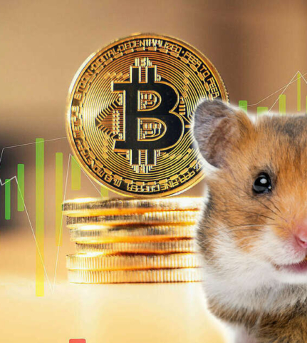 Mr Goxx : le hamster trader qui enchaîne les succès sur le trading