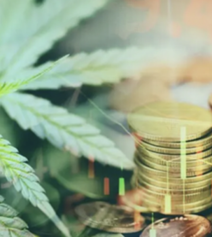 Investir le cannabis en 2023 : risques avantages et démarche à suivre